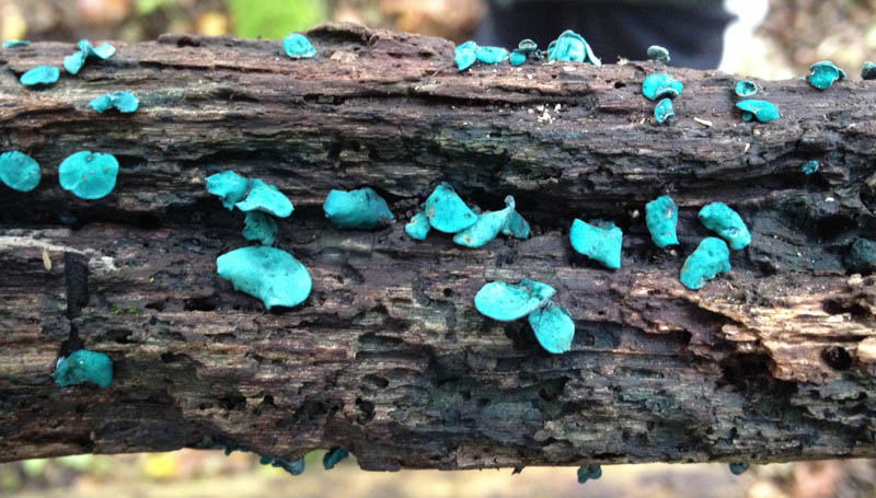Chlorociboria aeruginascens Chlorociboria aeruginascens